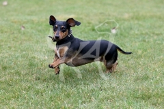 Dachshund - Smooth-haired Miniature
