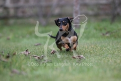 Dachshund - Smooth-haired Miniature