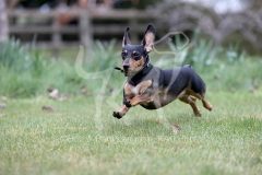 Dachshund - Smooth-haired Miniature