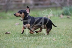 Dachshund - Smooth-haired Miniature