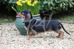 Dachshund - Smooth-haired Miniature