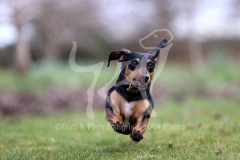 Dachshund - Smooth-haired Miniature