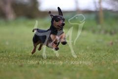 Dachshund - Smooth-haired Miniature