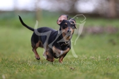 Dachshund - Smooth-haired Miniature