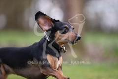 Dachshund - Smooth-haired Miniature
