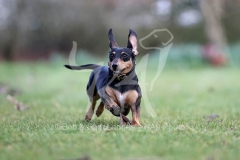 Dachshund - Smooth-haired Miniature