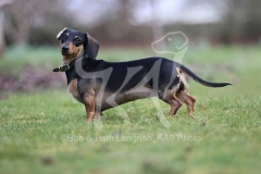 Dachshund - Smooth-haired Miniature