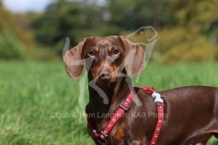 Dachshund - Smooth-haired Miniature