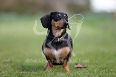 Dachshund - Smooth-haired Miniature