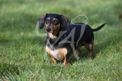 Dachshund - Smooth-haired Miniature