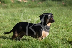 Dachshund - Smooth-haired Miniature