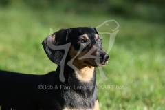 Dachshund - Smooth-haired Miniature