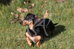 Dachshund - Smooth-haired Miniature