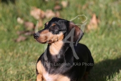 Dachshund - Smooth-haired Miniature