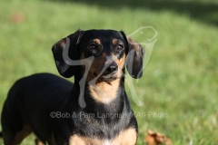 Dachshund - Smooth-haired Miniature