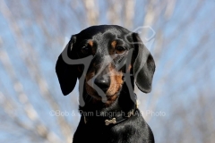 Dachshund - Smooth-haired Miniature