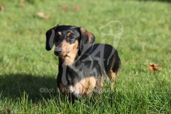 Dachshund - Smooth-haired Miniature
