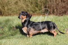 Dachshund - Smooth-haired Miniature