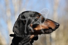 Dachshund - Smooth-haired Miniature