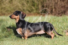 Dachshund - Smooth-haired Miniature