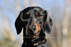 Dachshund - Smooth-haired Miniature