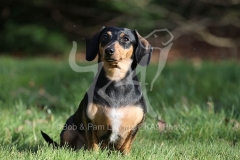 Dachshund - Smooth-haired Miniature