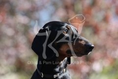 Dachshund - Smooth-haired Miniature