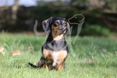 Dachshund - Smooth-haired Miniature