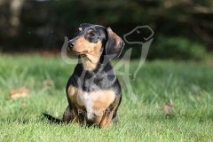Dachshund - Smooth-haired Miniature