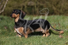 Dachshund - Smooth-haired Miniature