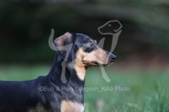 Dachshund - Smooth-haired Miniature
