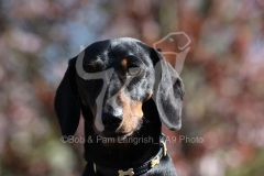 Dachshund - Smooth-haired Miniature