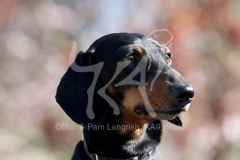 Dachshund - Smooth-haired Miniature