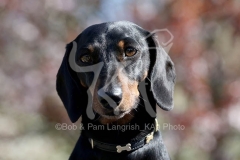 Dachshund - Smooth-haired Miniature