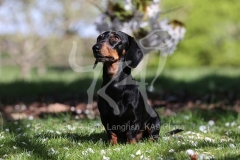 Dachshund - Smooth-haired Miniature