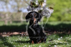 Dachshund - Smooth-haired Miniature