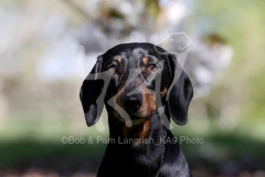 Dachshund - Smooth-haired Miniature