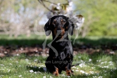 Dachshund - Smooth-haired Miniature