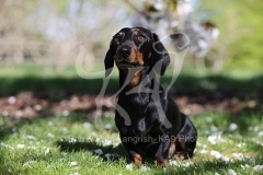 Dachshund - Smooth-haired Miniature