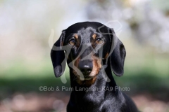 Dachshund - Smooth-haired Miniature