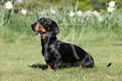 Dachshund - Smooth-haired Miniature