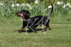 Dachshund - Smooth-haired Miniature