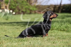 Dachshund - Smooth-haired Miniature