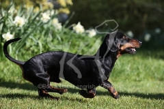 Dachshund - Smooth-haired Miniature