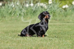 Dachshund - Smooth-haired Miniature