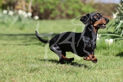 Dachshund - Smooth-haired Miniature