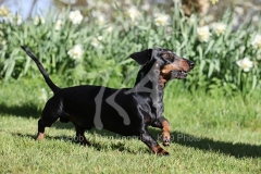 Dachshund - Smooth-haired Miniature