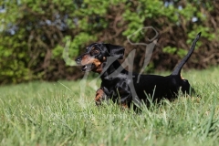 Dachshund - Smooth-haired Miniature
