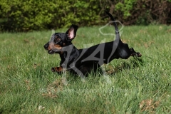 Dachshund - Smooth-haired Miniature