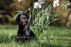 Dachshund - Smooth-haired Miniature
